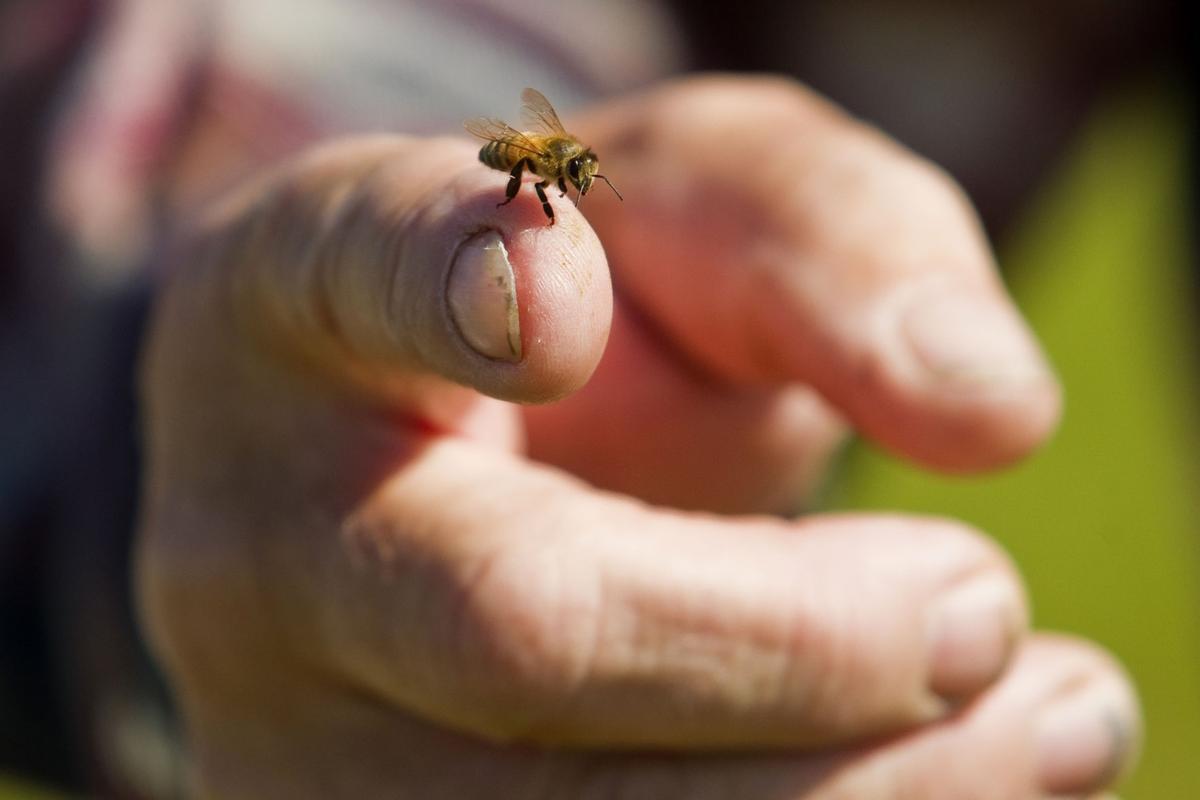 bee removal grand rapids